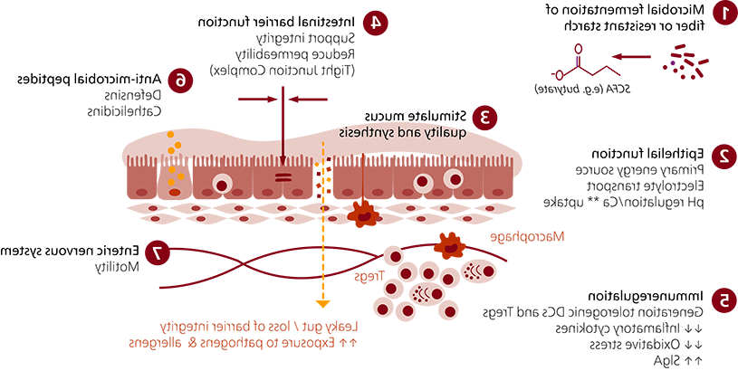 Figure 2: Positive influence of SCFA in the small intestines (Adapted from: Blaak et al, 2020)